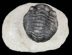 Pedinopariops Trilobite - Mrakib, Morocco #58443-2